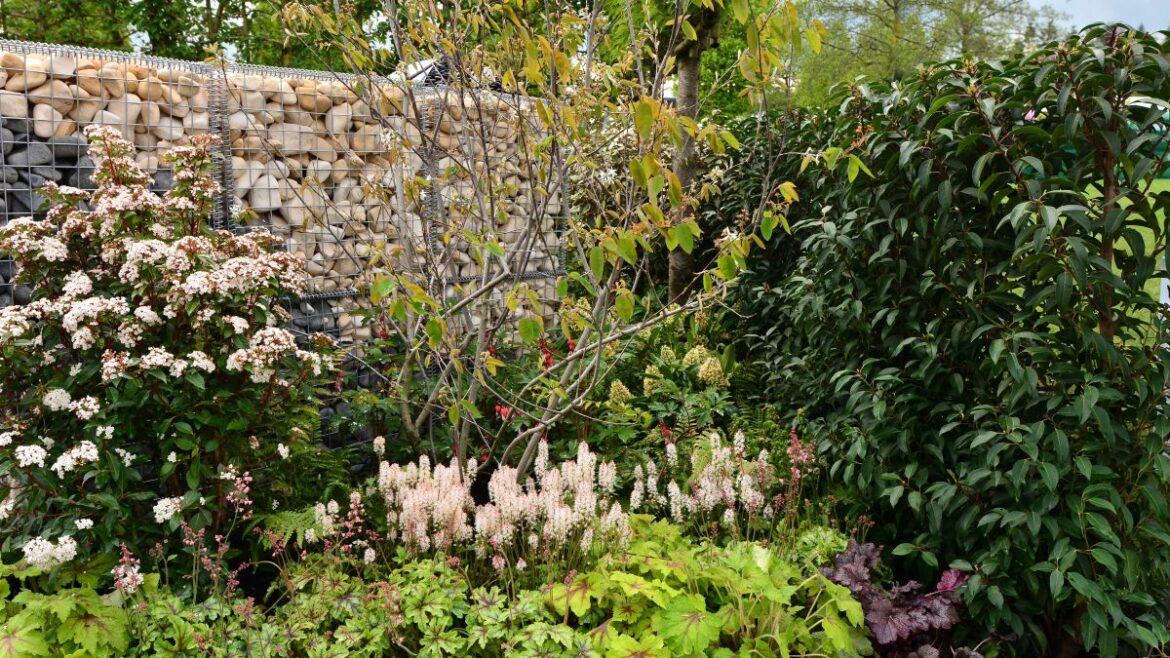 My top early spring plants for gaps in borders