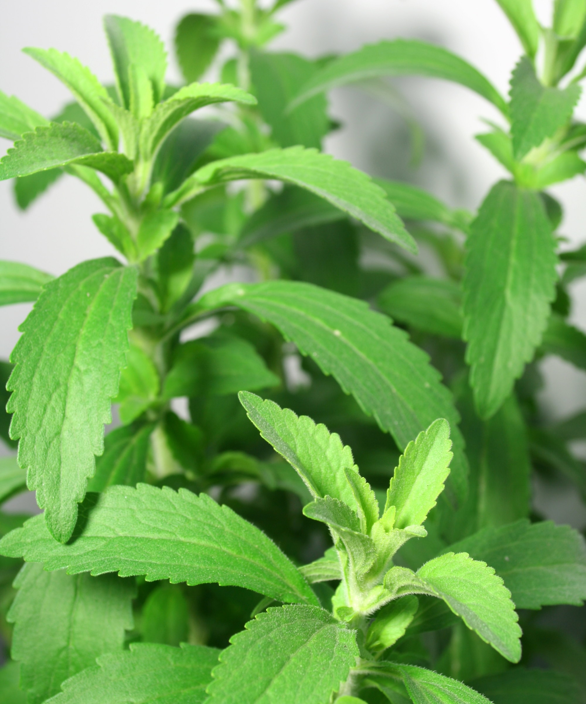 A close-up of the light green leaves of a stevia plant with their crinkled edges