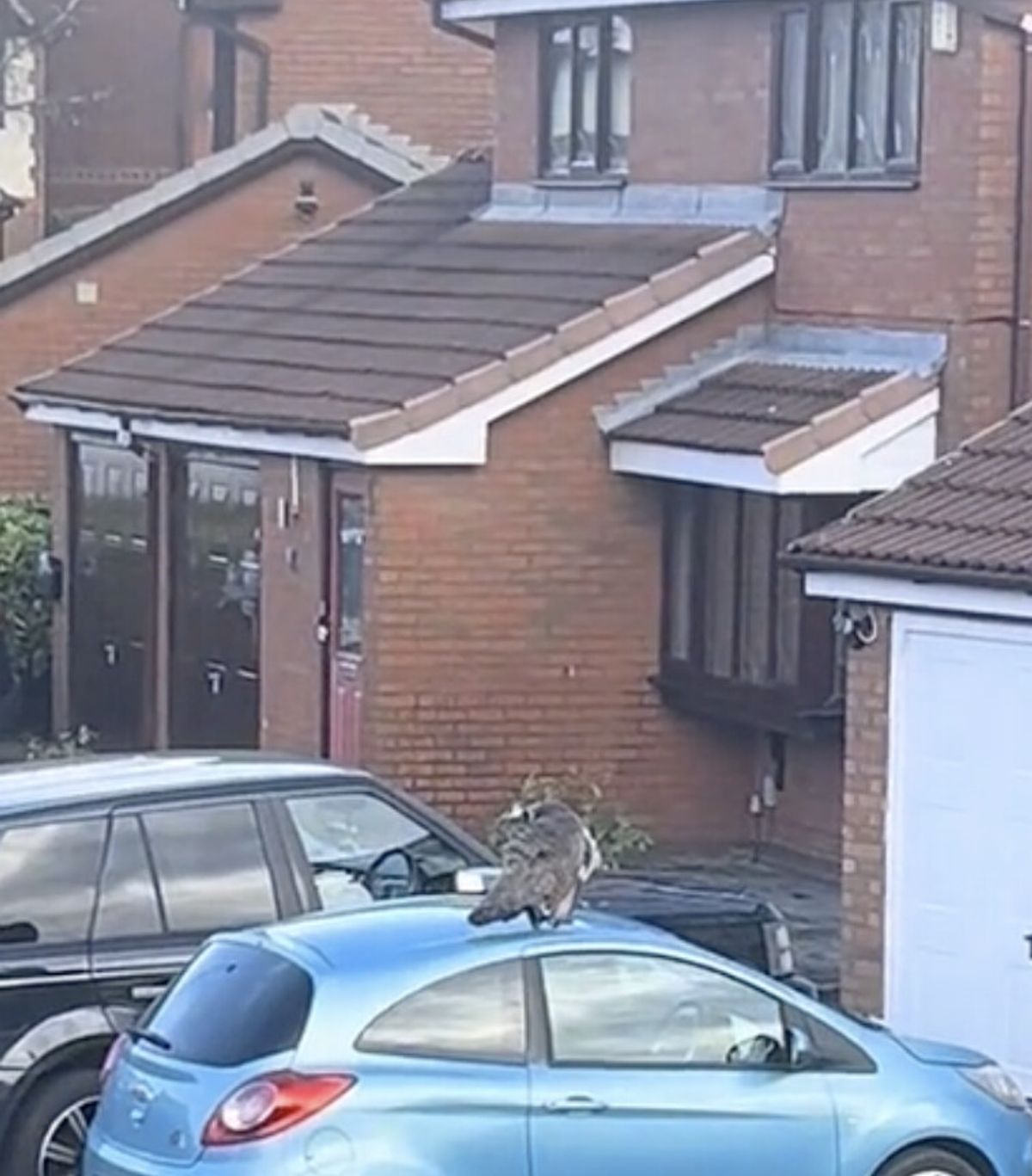 A Brit was left shocked after spotting a group of peacocks invading a neighbours garden.