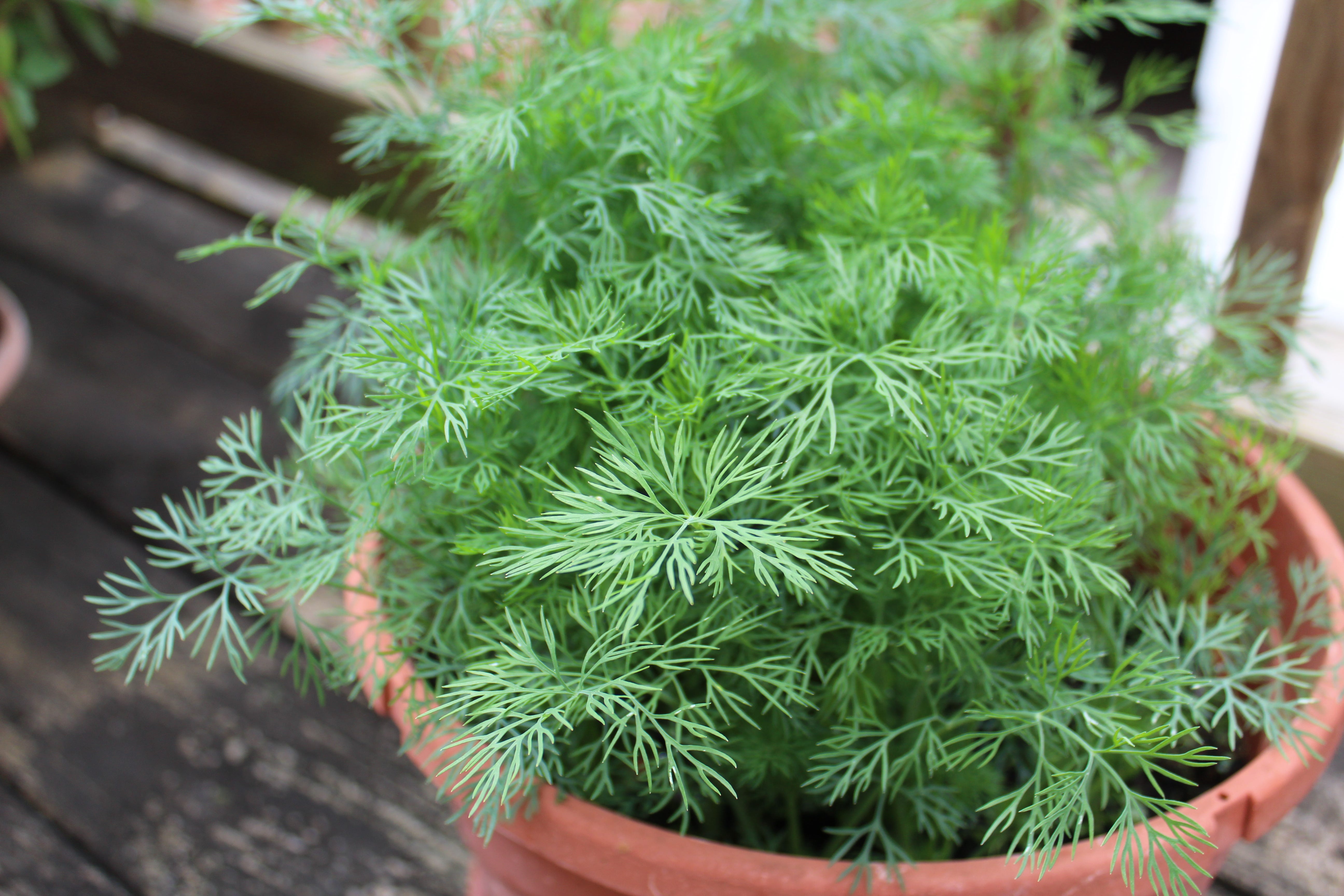 Fresh Organic Dill