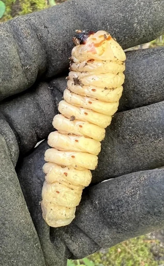 A Redditor took to the r/whatisthisbug subreddit to get to the bottom of a huge grub they found while checking a client's plants.