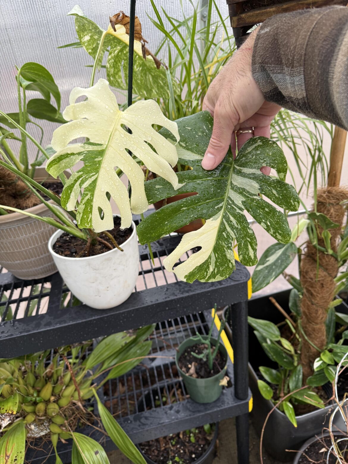 The last leaf and new leaf switched vareagatation