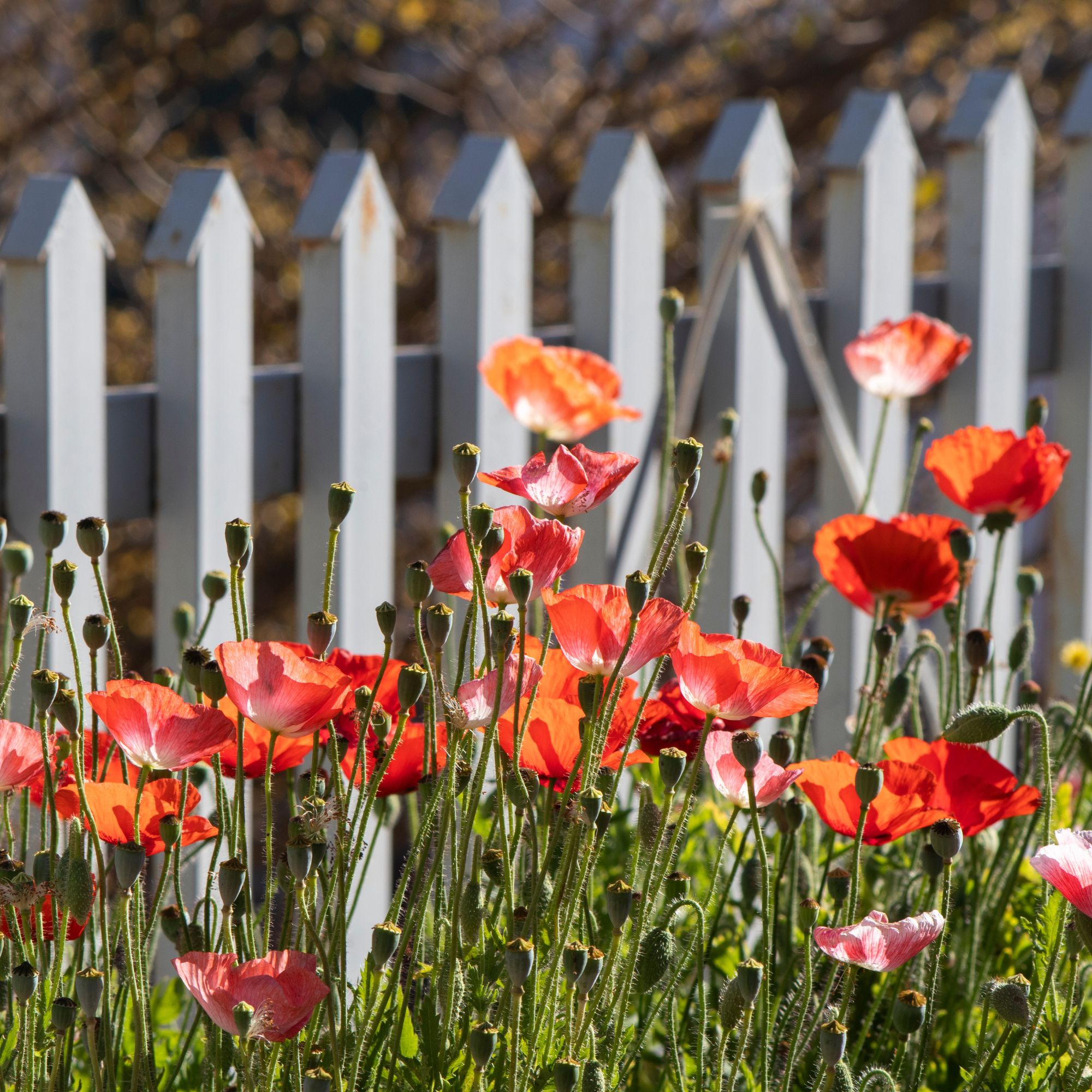 Red poppies growing in a UK garden