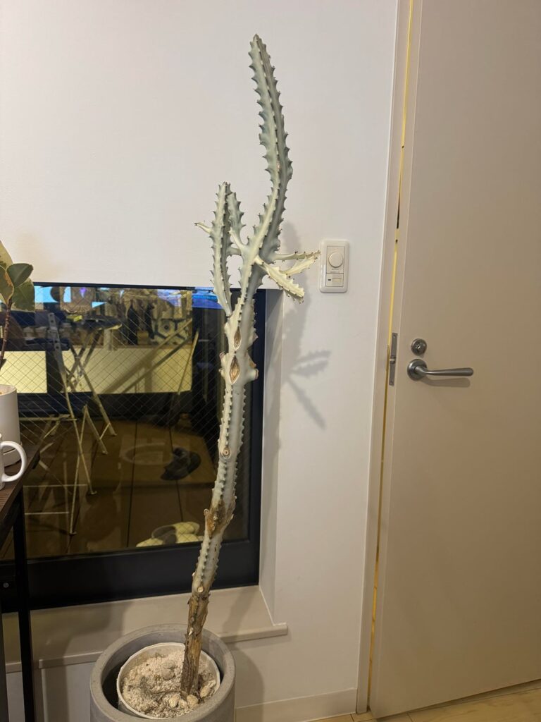 Euphorbia / Cactus Rotting From Base – Need help saving it
