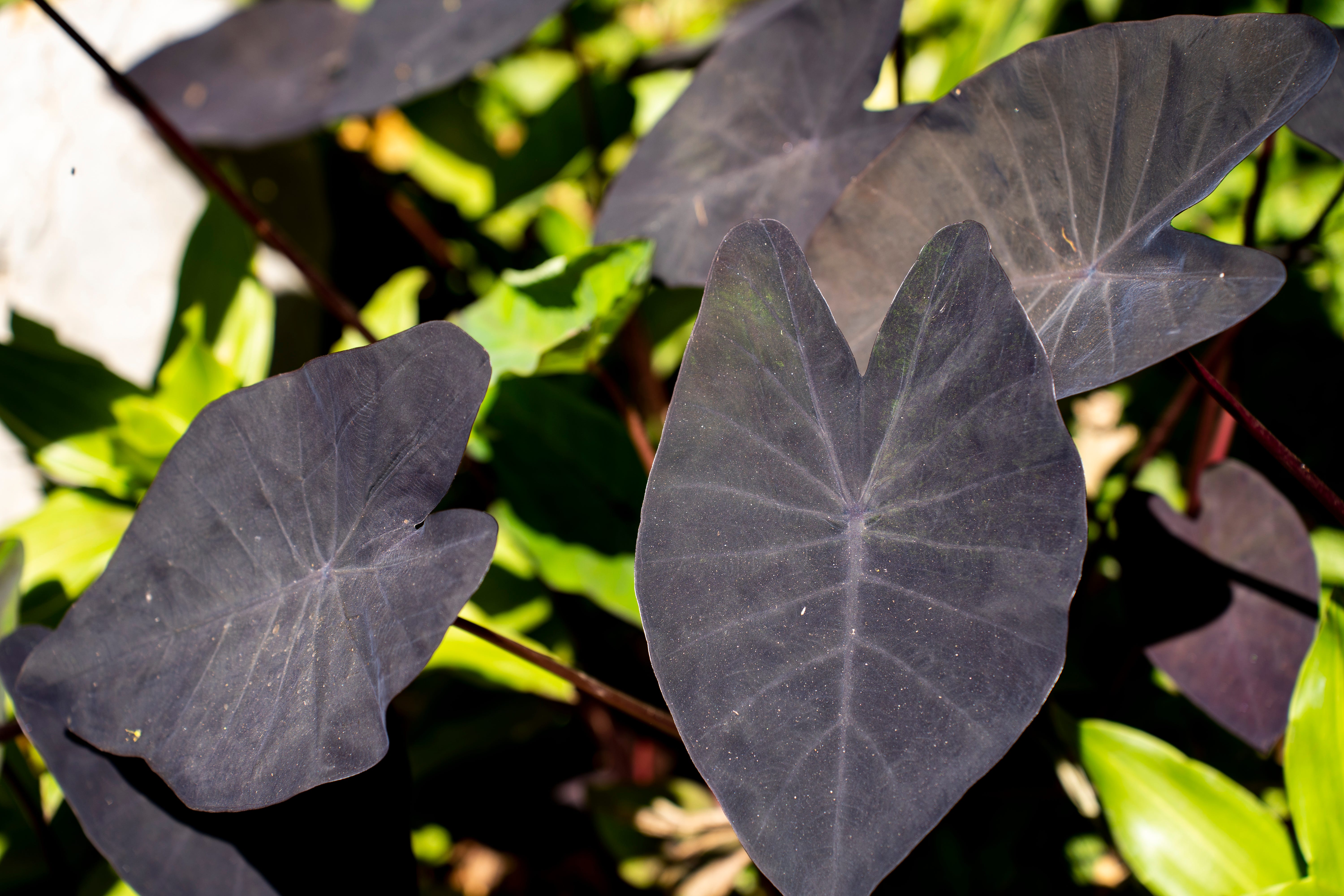Plant Colocasia esculenta 'Black Magic' growing outdoors in the garden