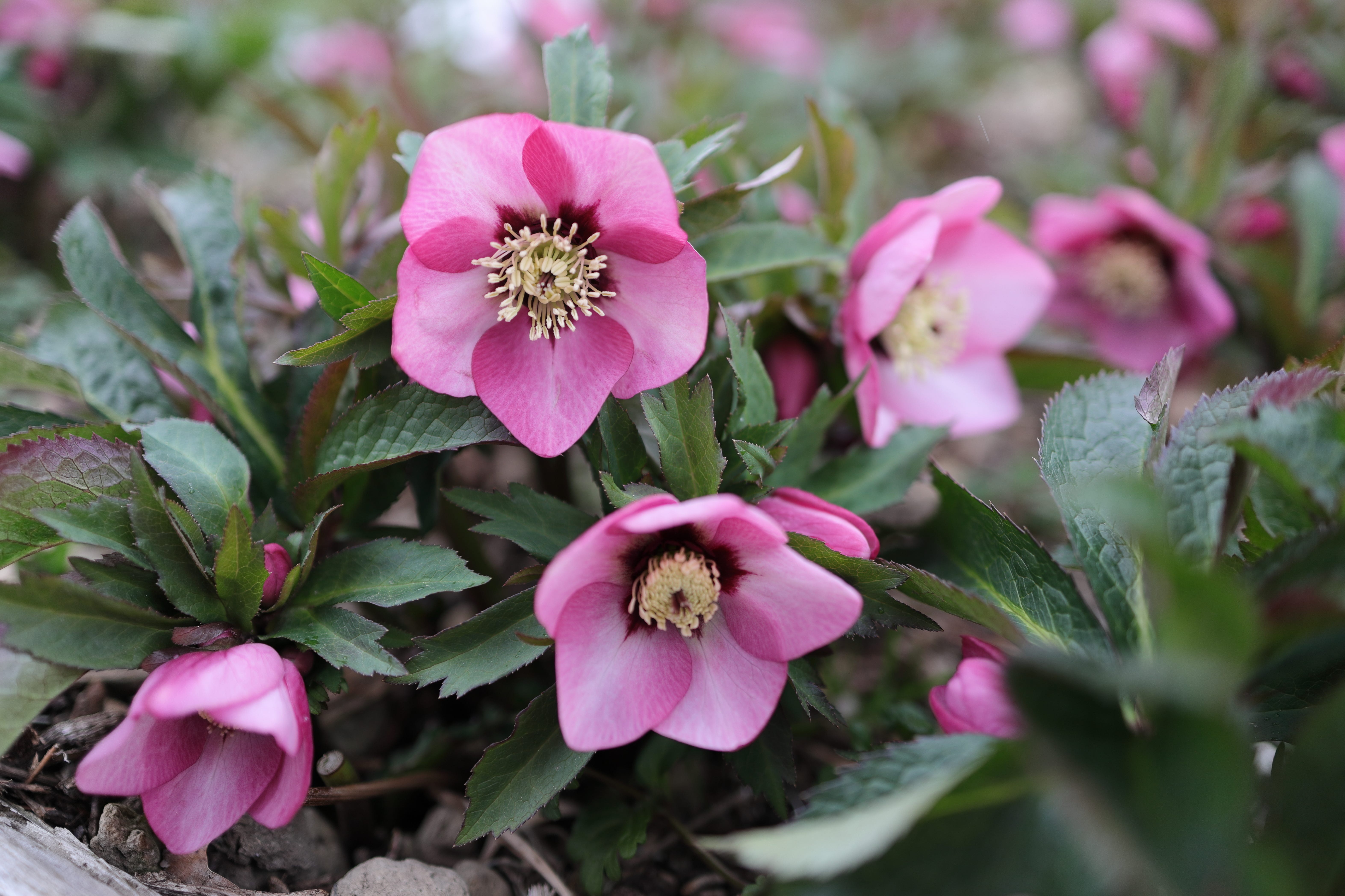 Beautiful pink Hellebores (Lenten or Christmas Rose )'Ashwood Peach Cocktail' growing in a winter garden , Selective focus