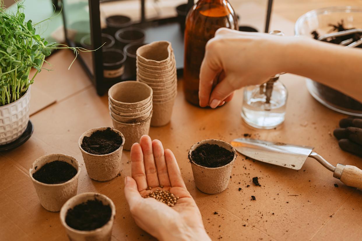 Spring time planting seeds woman cultivating plants indoors