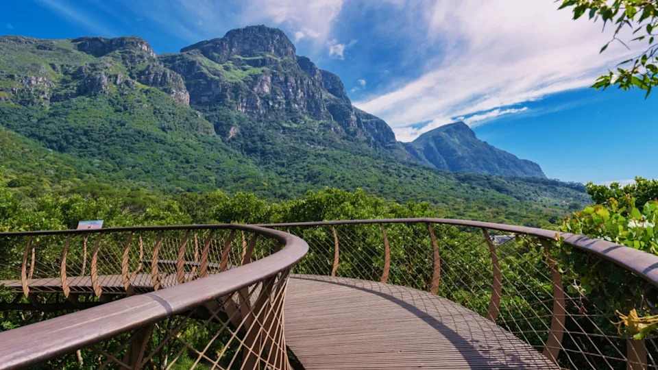 View of the boomslang walkway in the Kirstenbosch botanical garden in Cape Town, Canopy bridge at Kirstenbosch Gardens in Cape Town, built above the lush foliage South Africa