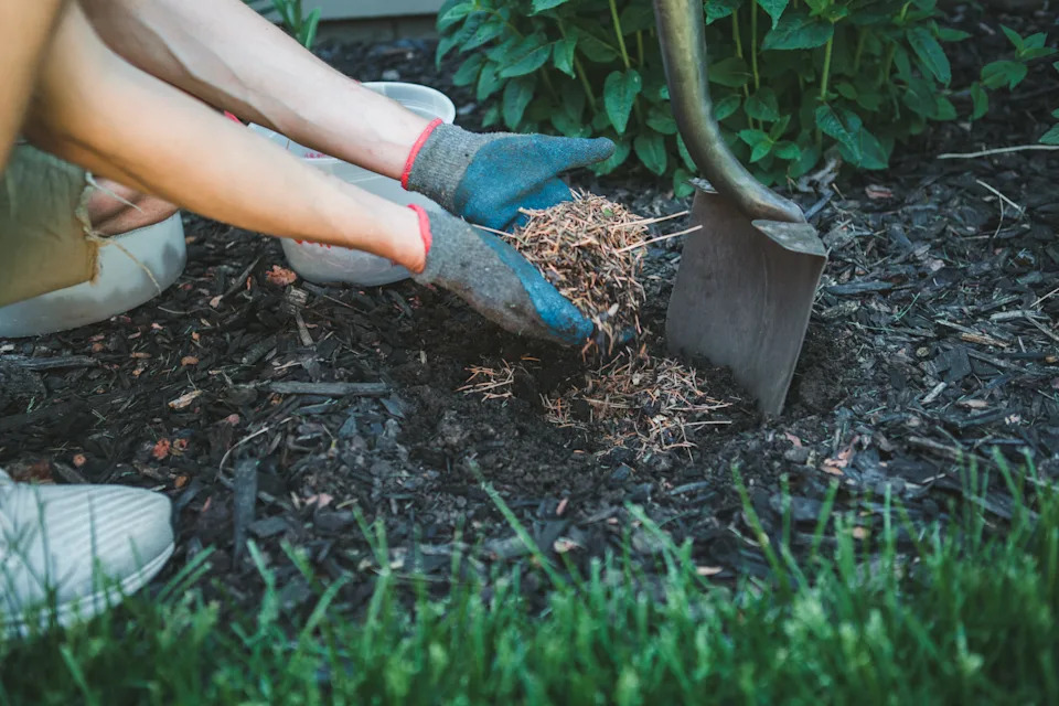 Man fills a hole with pine needle mulch ready to plant a new plant in his garden.