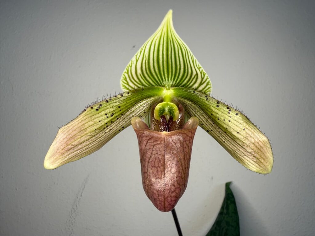 Just swagger posting. Never got a paphiopedilum to bloom before and I want to celebrate