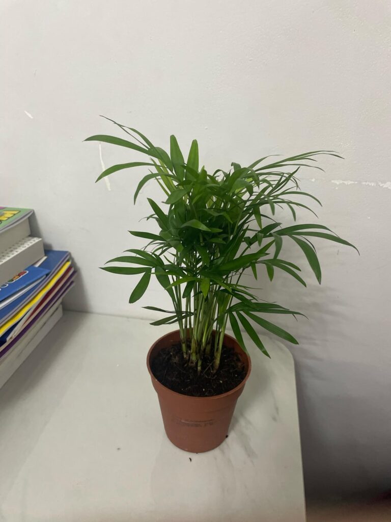 Anybody know what plant this is?