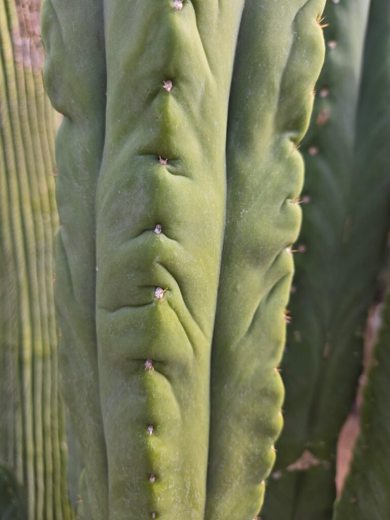 I was loving this SCG16 at the cactus meet-up at Sherman's place yesterday. The place is a cactus wonderland!