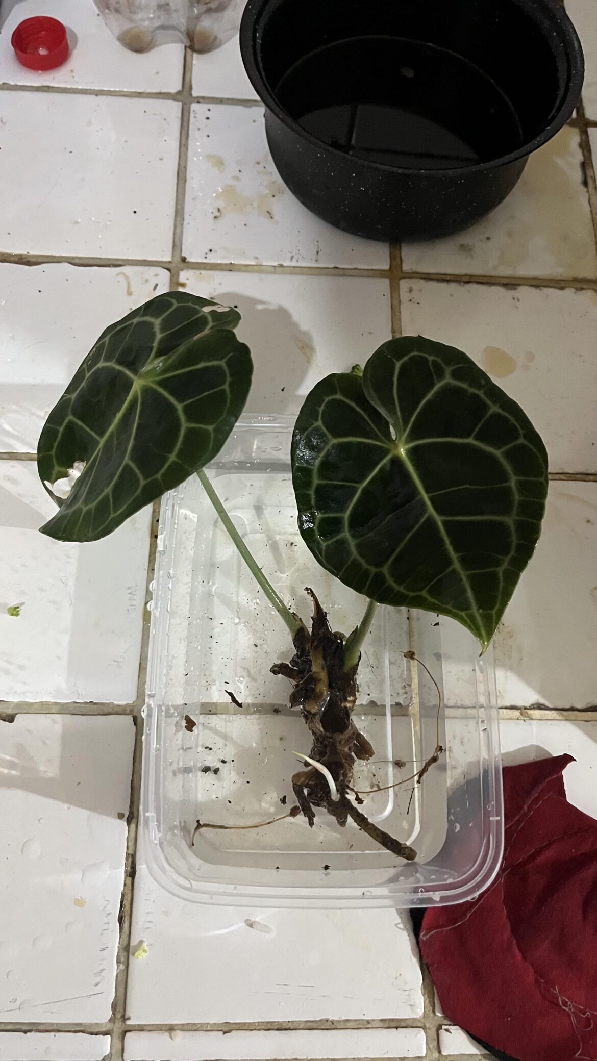 Should I put it in sphagnum moss first? Or put it directly on my soil mix?