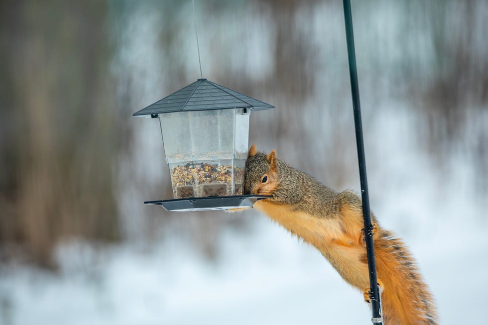 How to Keep Squirrels out of Birdfeeder safest place to hand birdfeeder