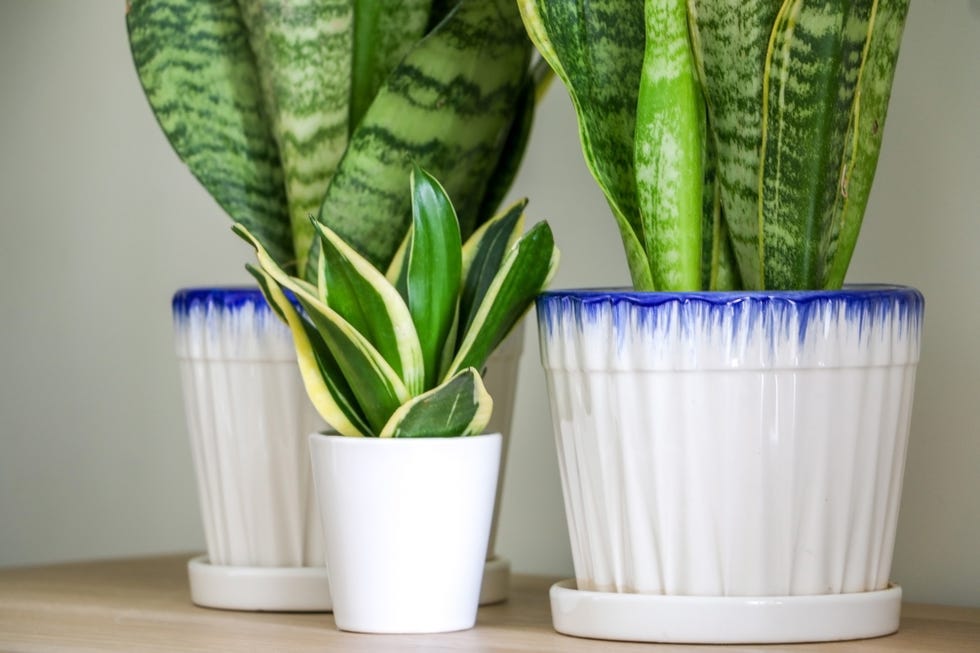 A tiny small snake plant (Sansevieria trifasciata) in front of two larger ones on a wooden surface
