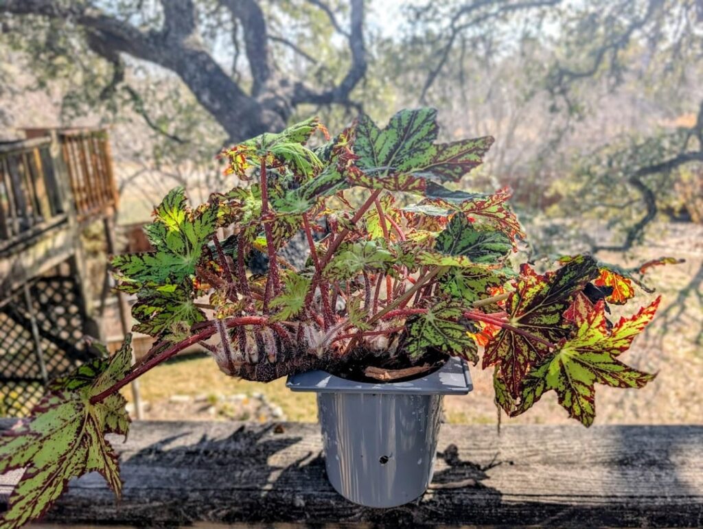 When to repot rhizomatous begonias? When to repot rhizomatous begonias?