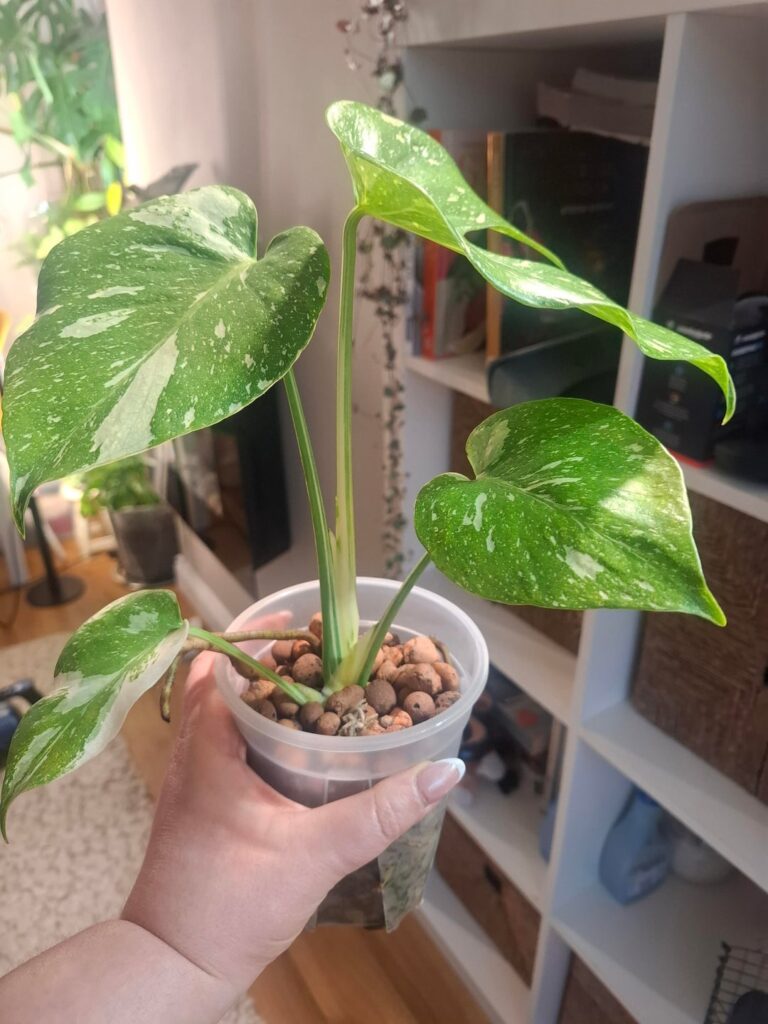 Should I repot?