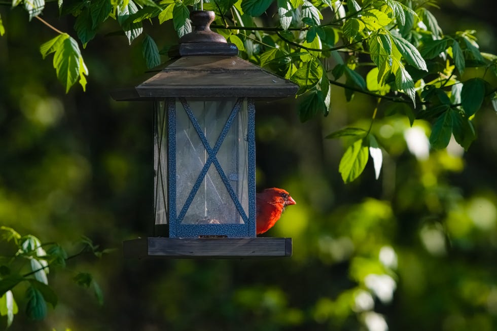 The Northern Cardinal on a Bird Feeder The Northern Cardinal on a Bird Feeder