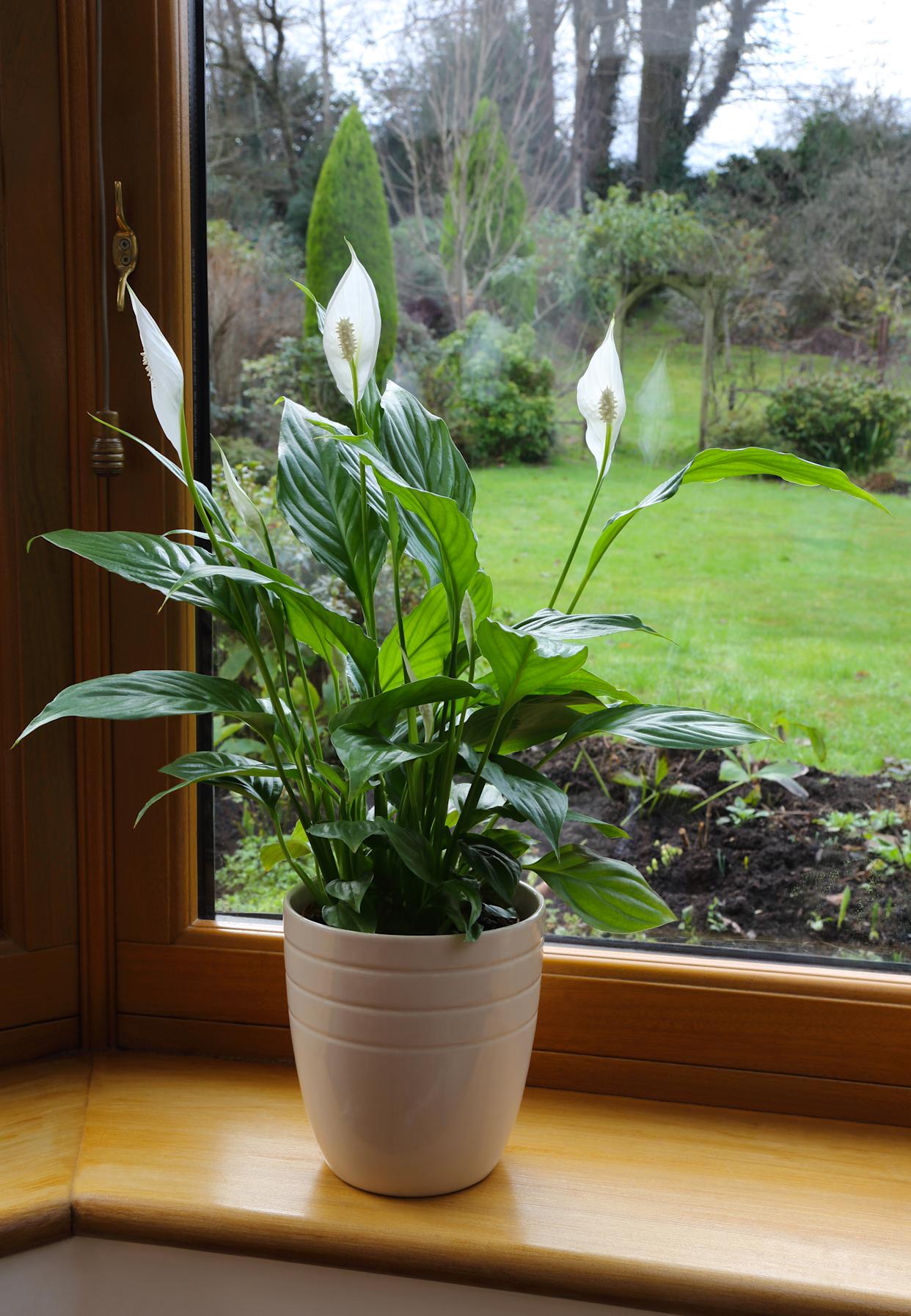 Anthurium plant with white flowers in plant pot on window sill with view of lawn and winter garden beyond, Haslemere, Surrey, UK.