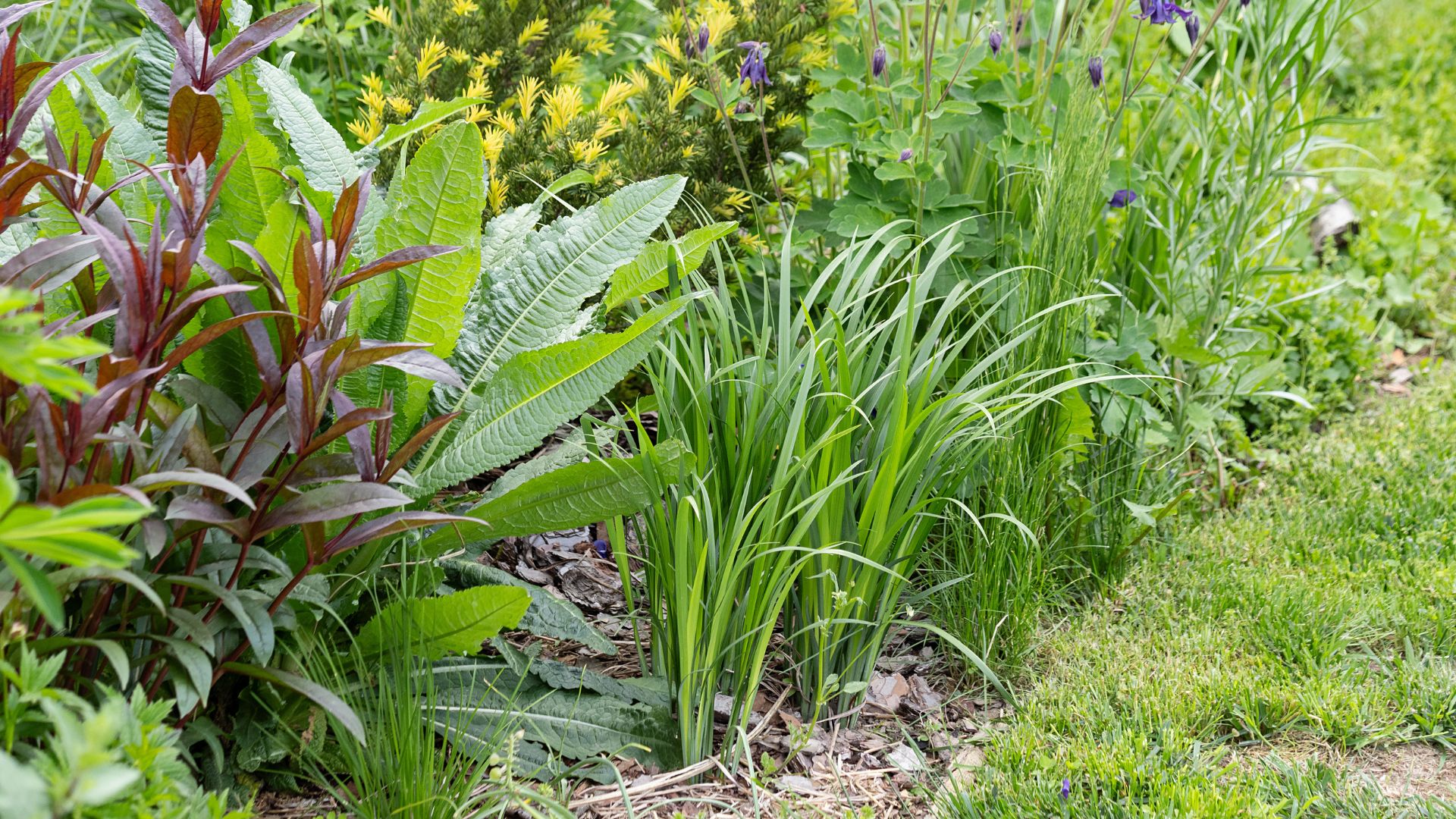 picture of perennials flower border