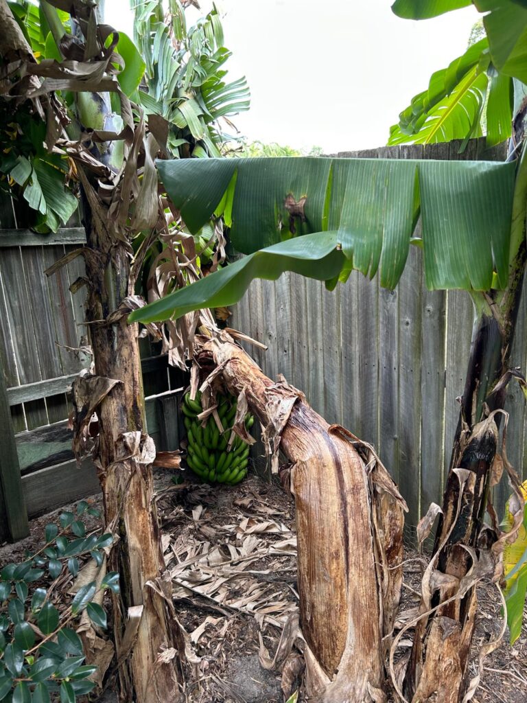 Banana plant weighed down fell over