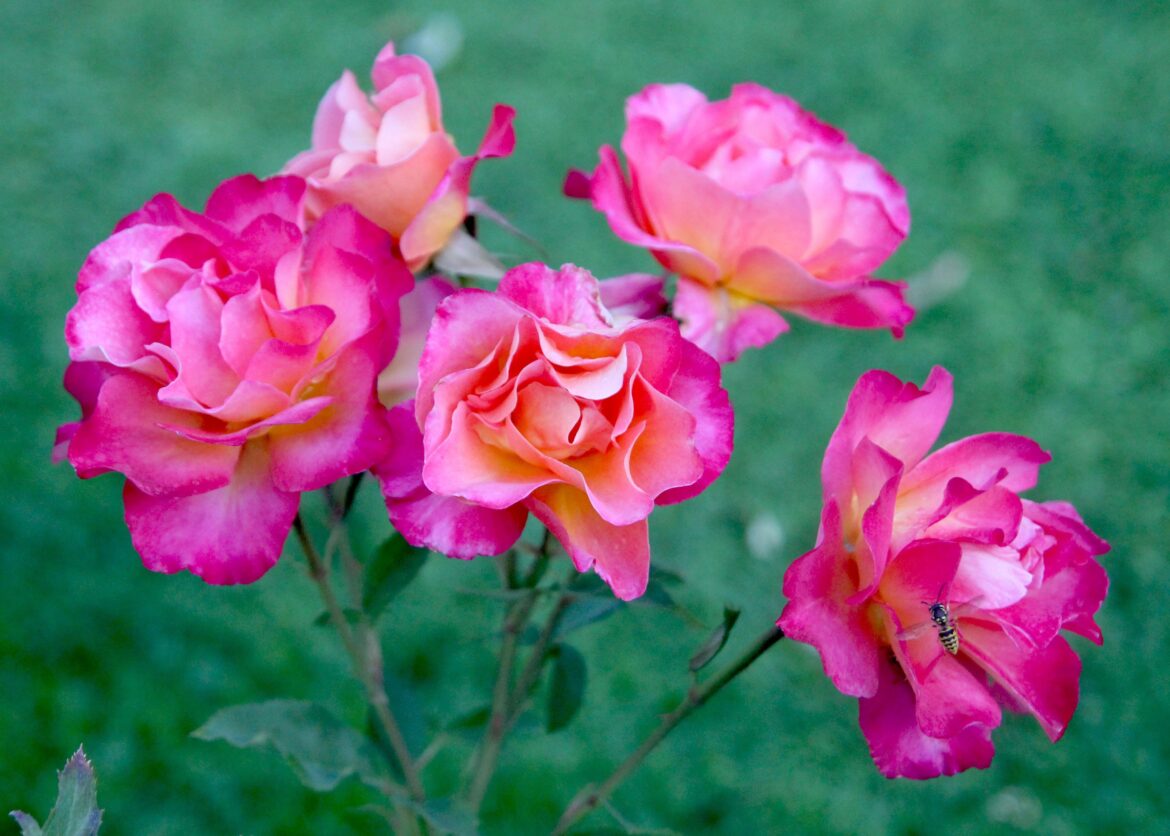 A Glow in My Garden! 🌹✨