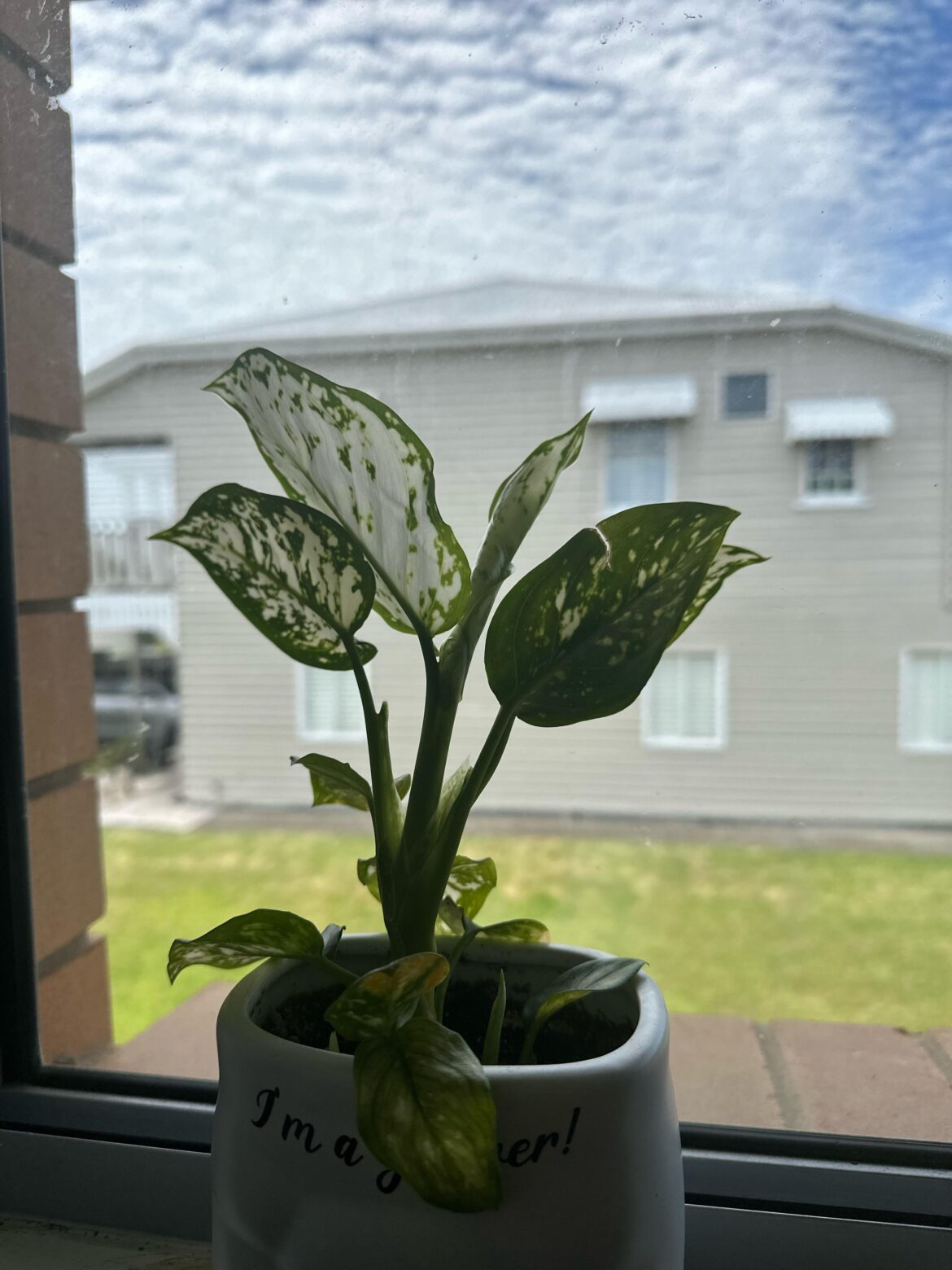 Which plant is this? And is it safe for cats? Please and thank you