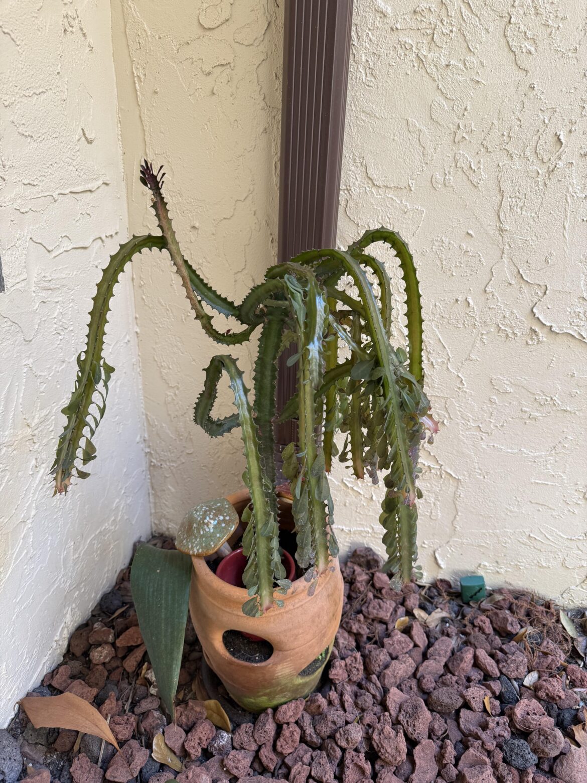Is this the end of my cathedral cactus?