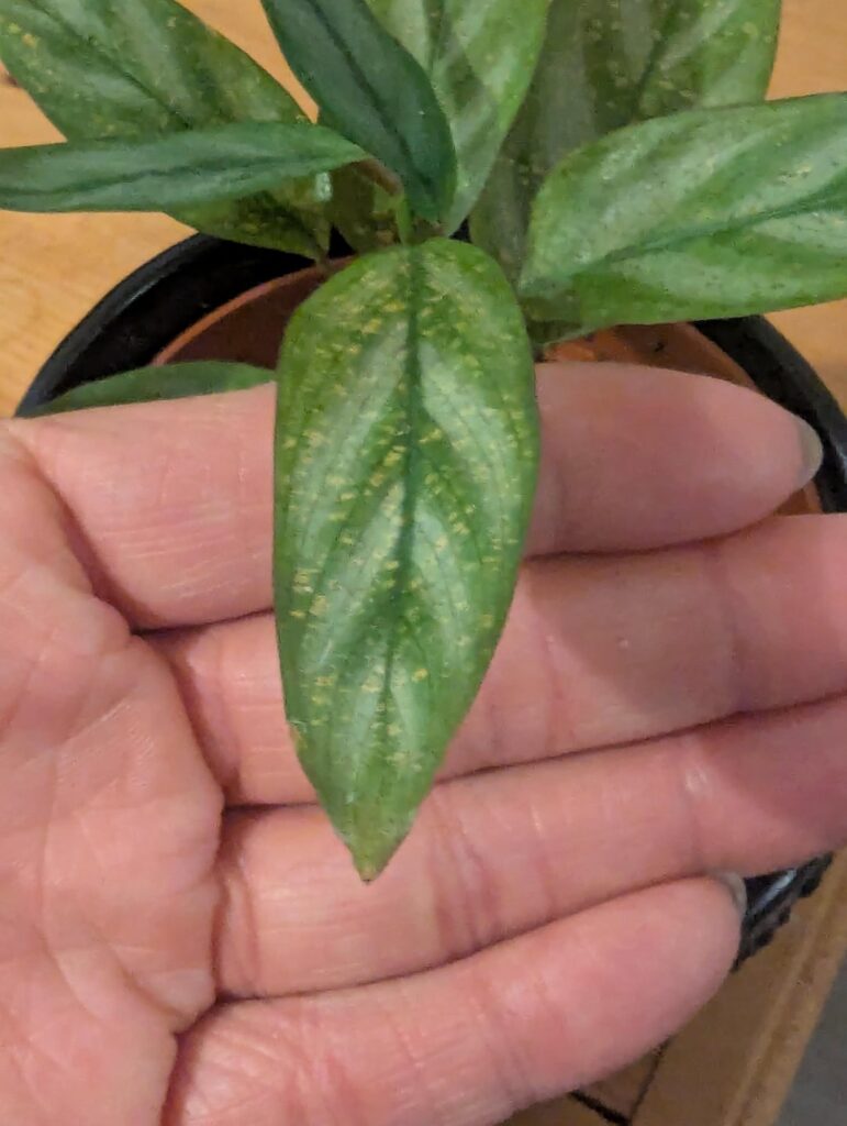 What's going on with these leaves?