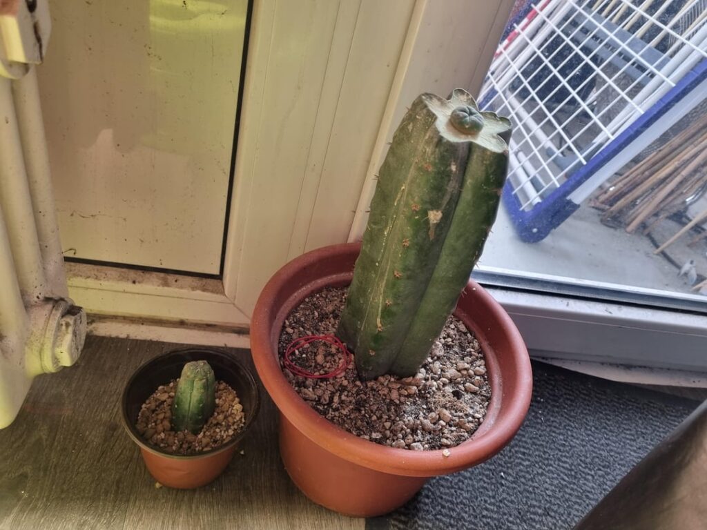 Success on my second attempt😁