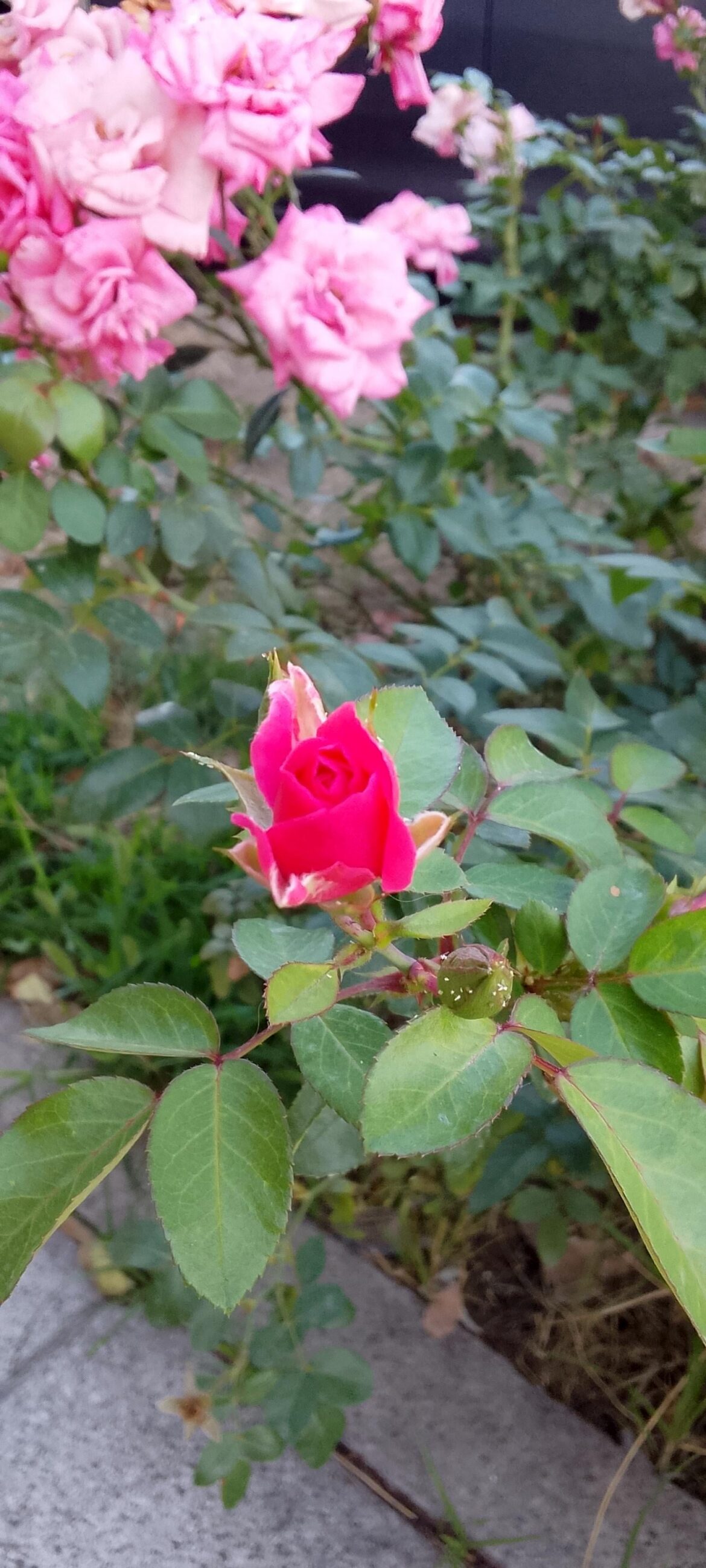 Rosebud
