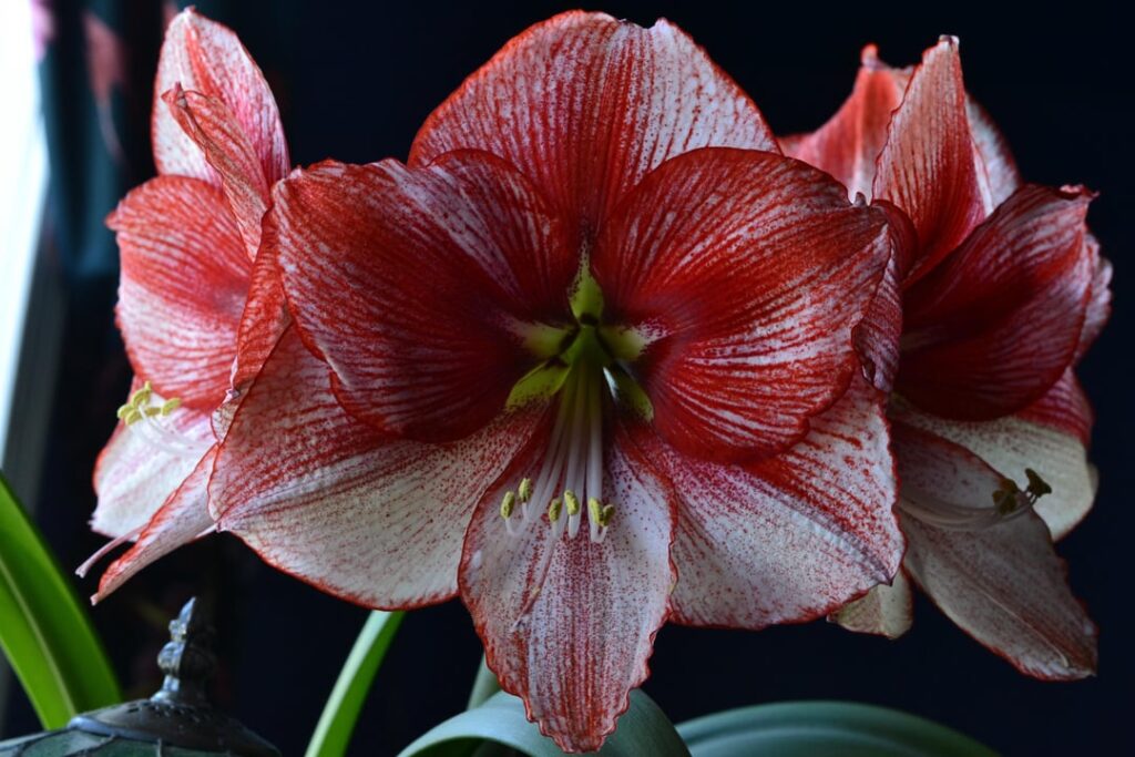 Amaryllis bring me joy in the dead of winter