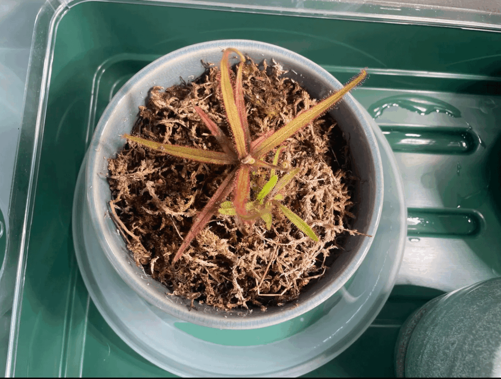 Drosera Adelae looking ok?