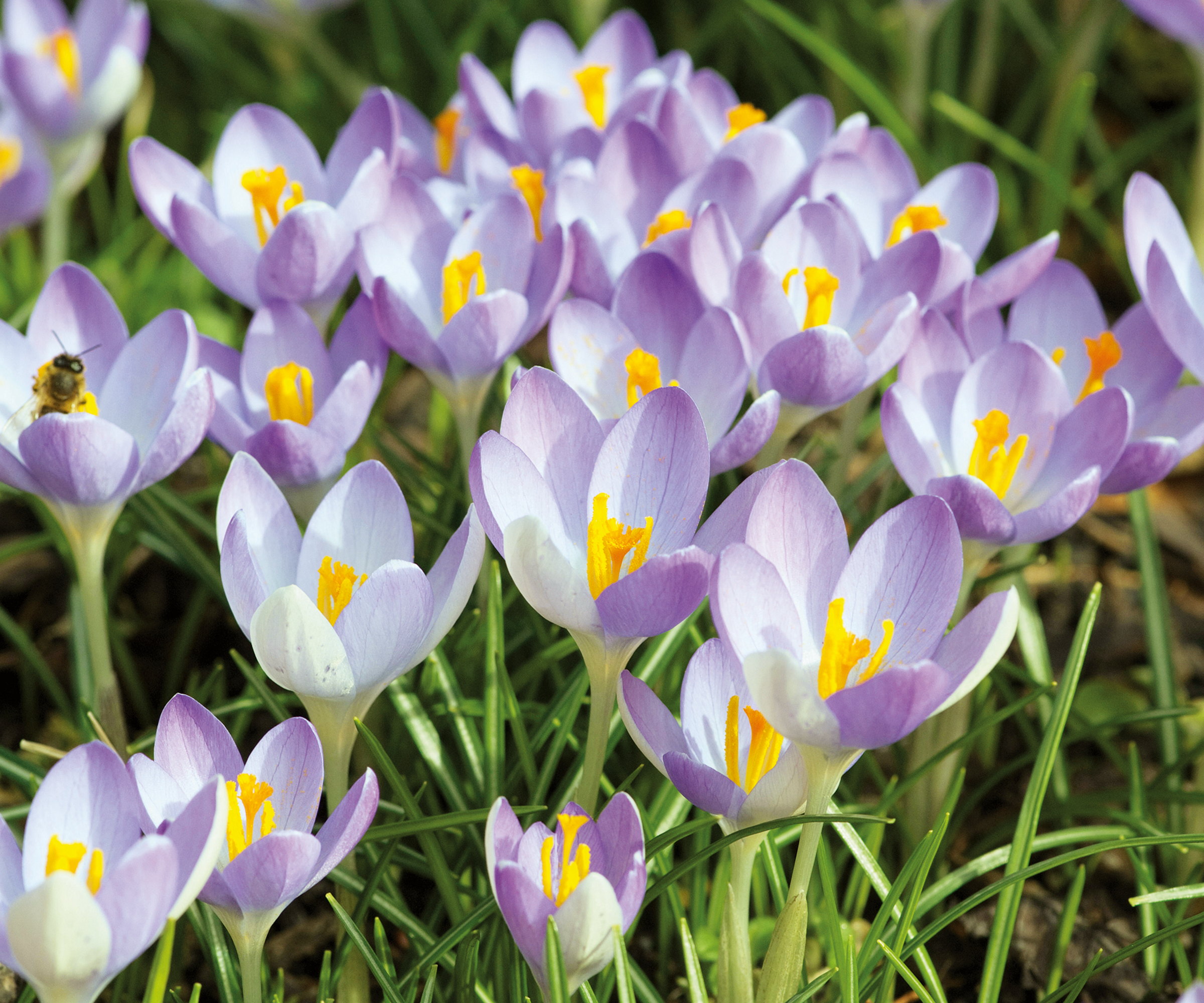 Purple and white crocuses are flowering with yellow stamens in the sunshine