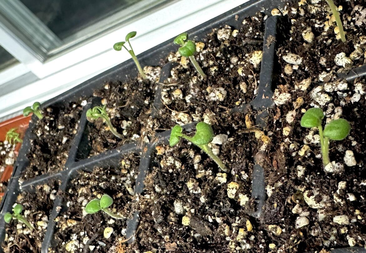 Broad Leaf Sage Seedlings