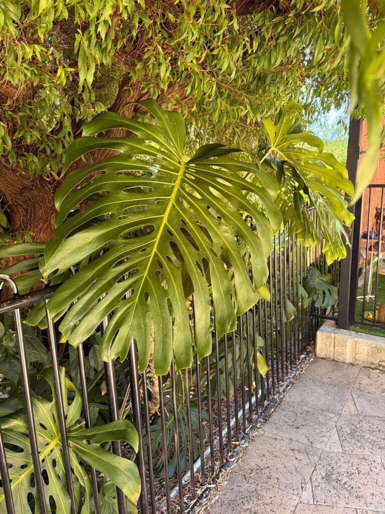 Monstera at my parents house