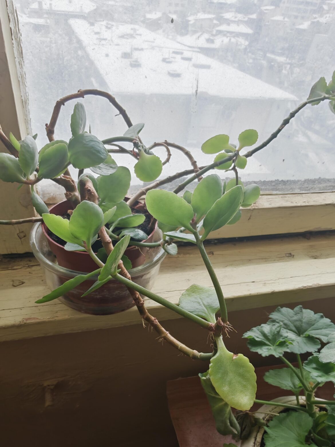 Is this a Pereromia?