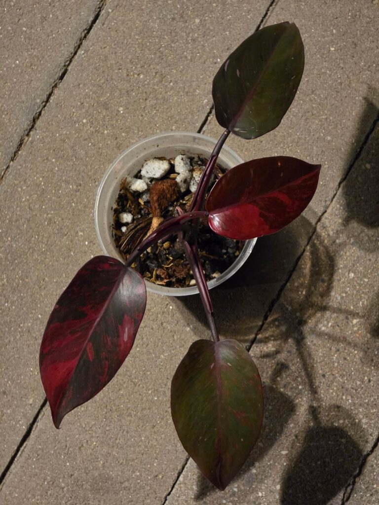 Fire and Persimmon princesses