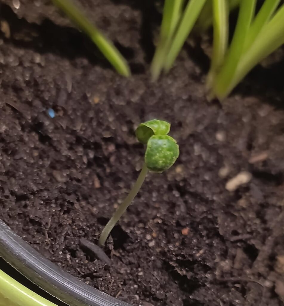My sprout is dying