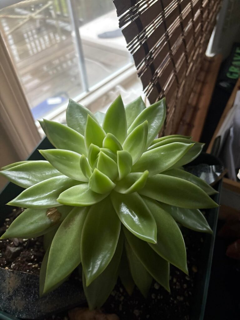 has anyone’s echeveria ever done this?