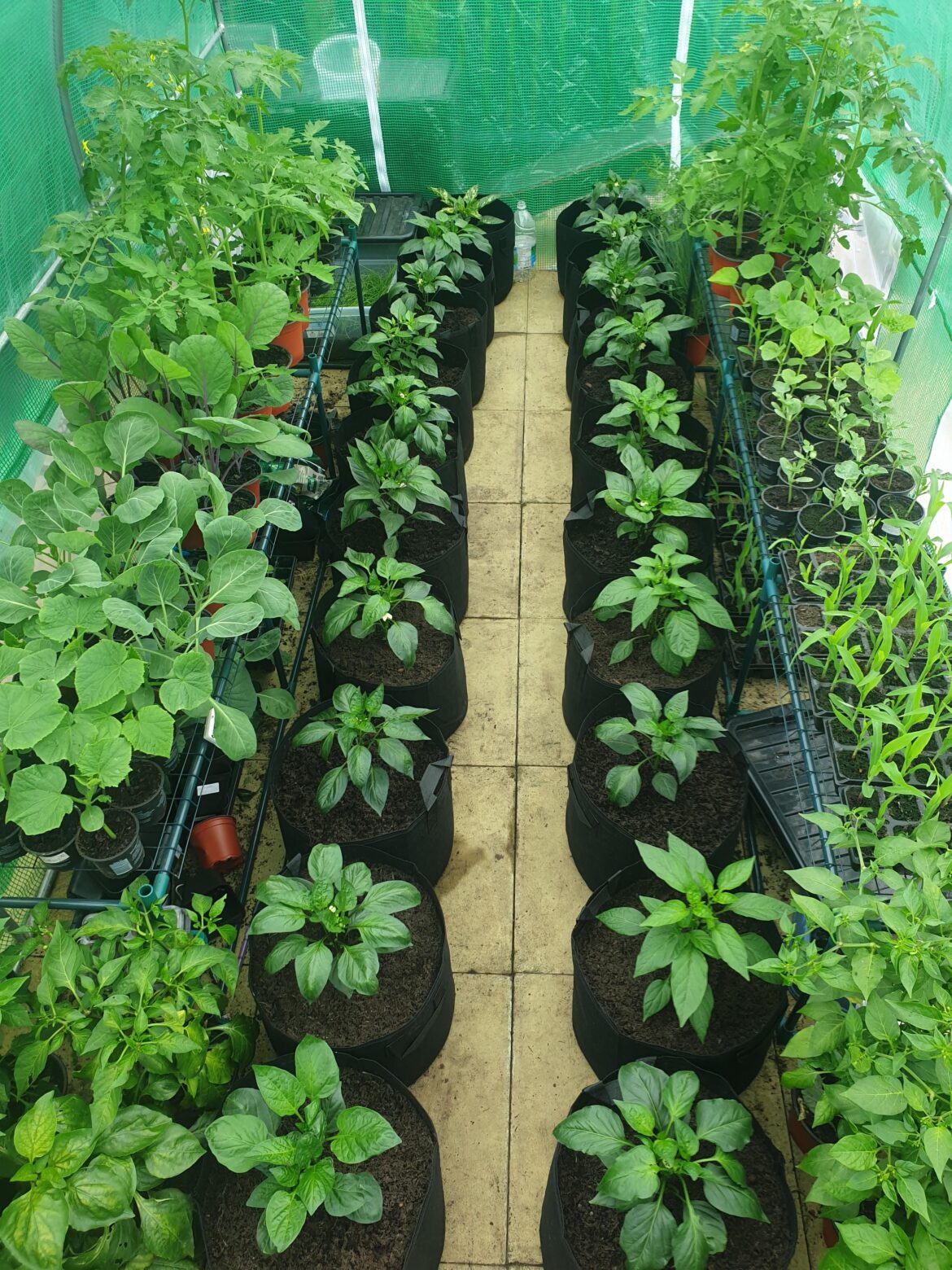 Won't be long till the greenhouse will be like this again, it needs to hurry up 😂