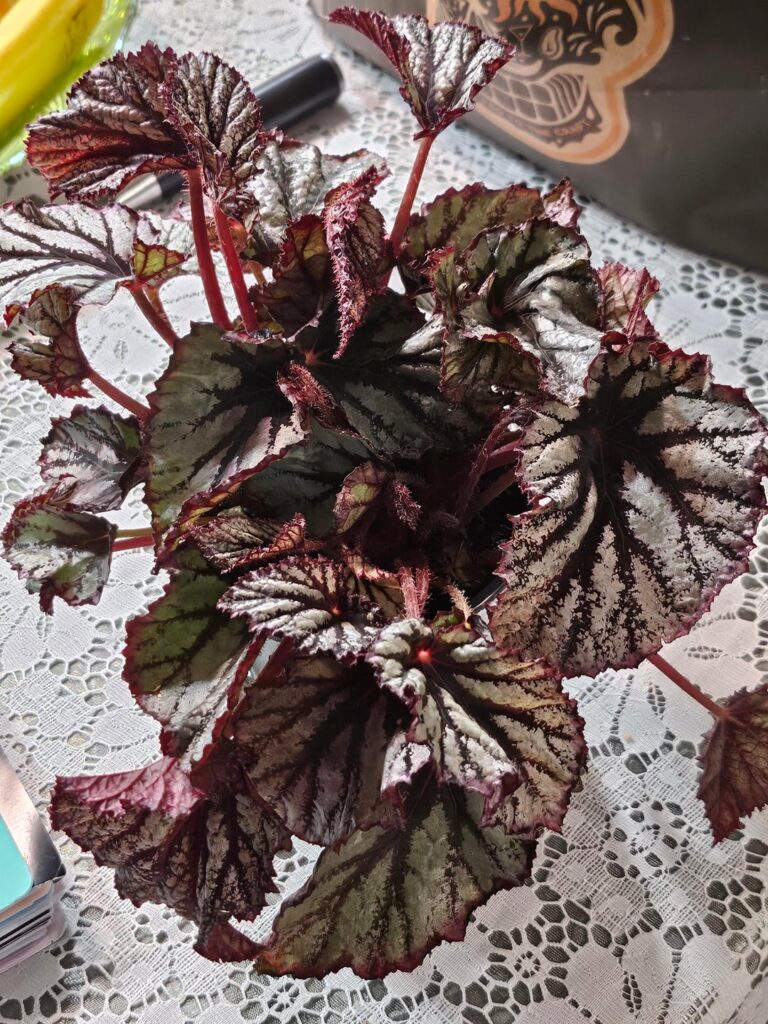 Begonia Rex ID?