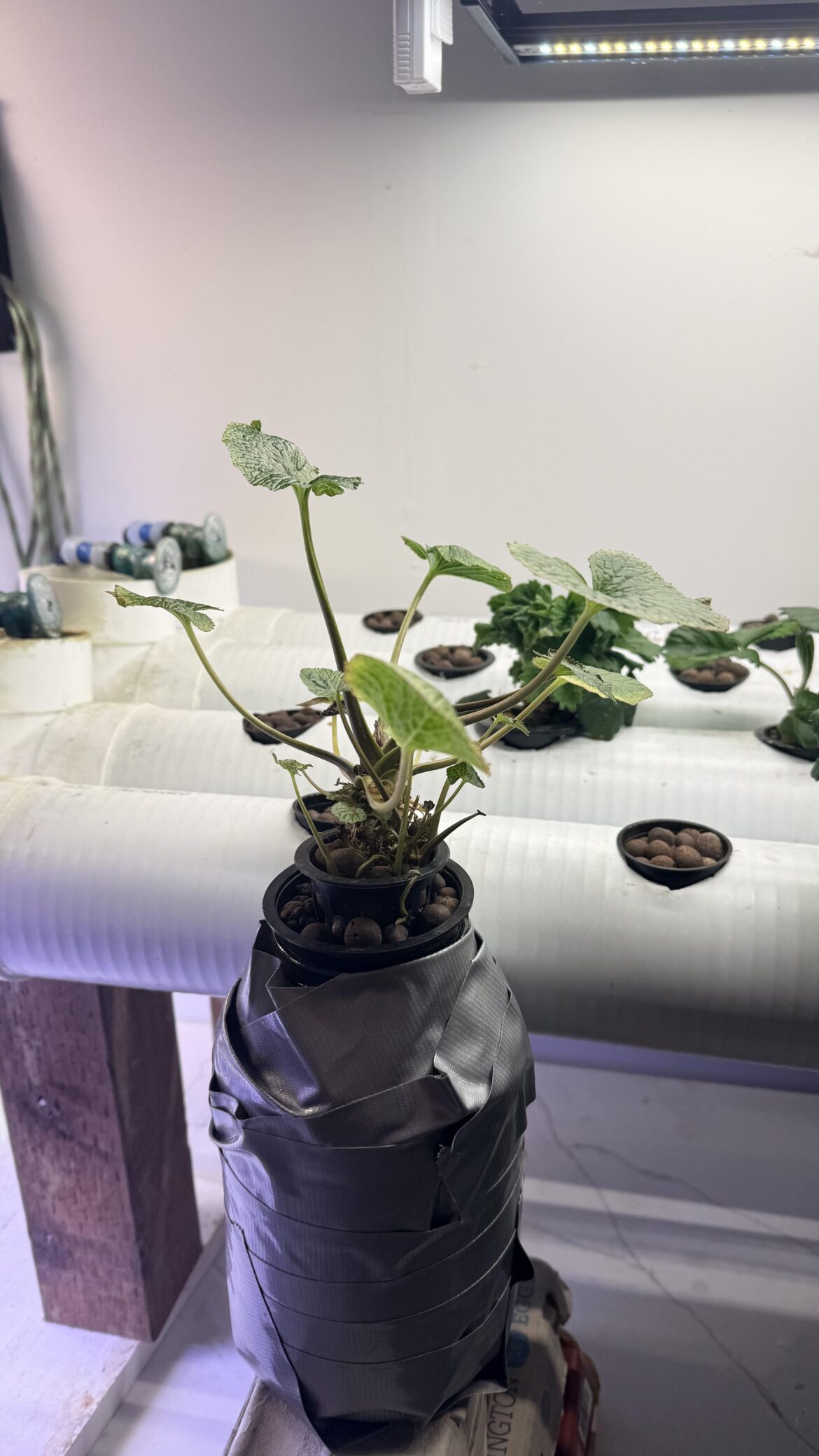 Wasabi Kratky Update