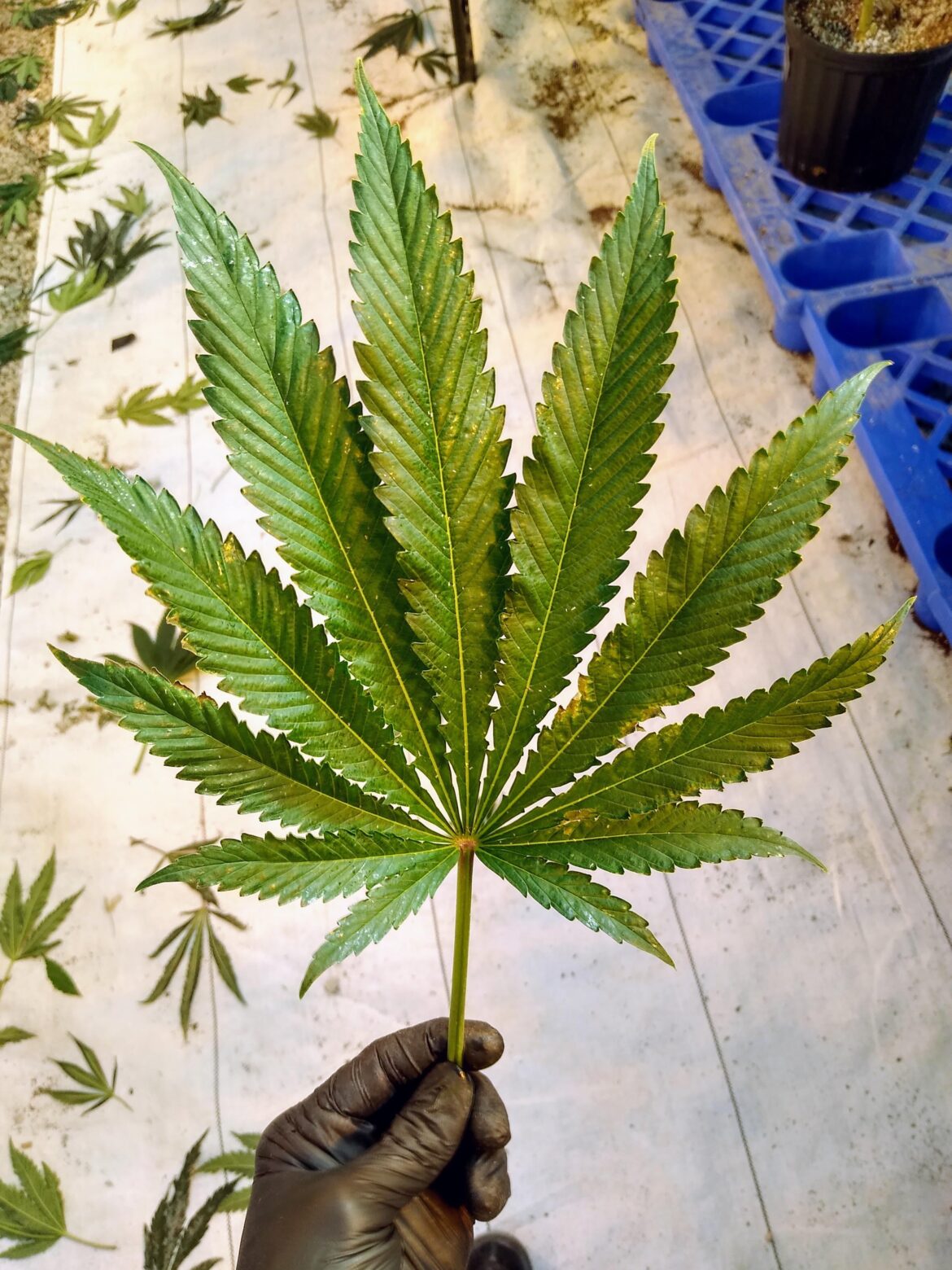 Show me the biggest leaves you’ve ever seen.