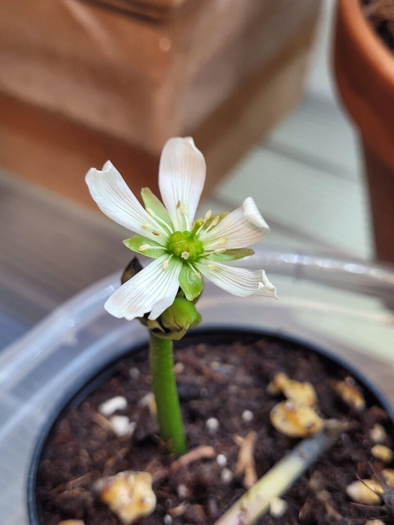 My VTF flower I cut off to propagate opened! Then my plant threw out a new flower in protest