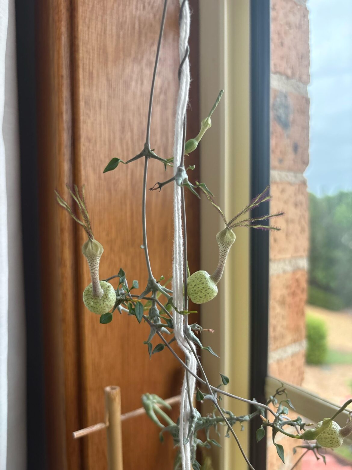 Another year of funky flowers