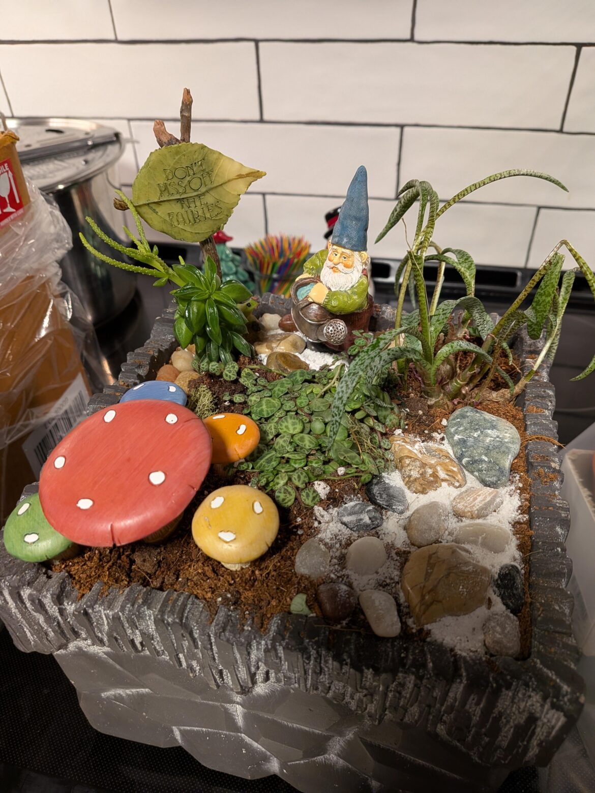 Husband took me to plant a fairy garden