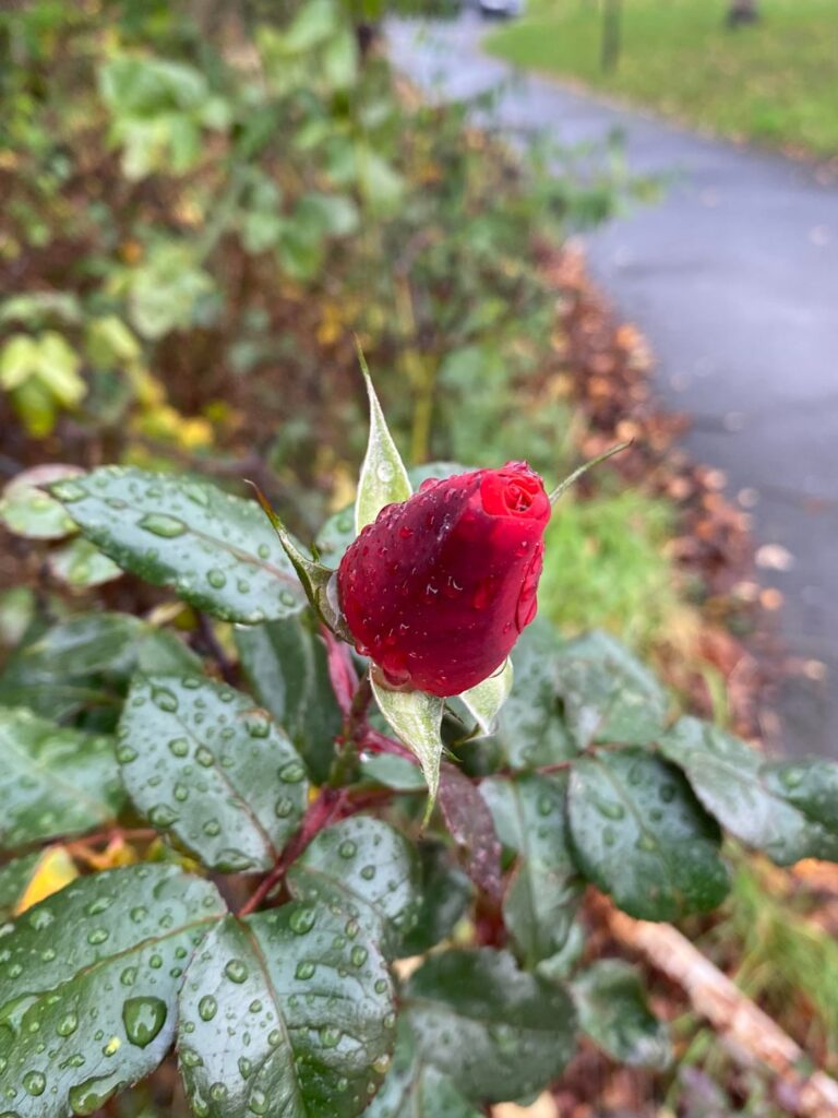 red rose in the rain