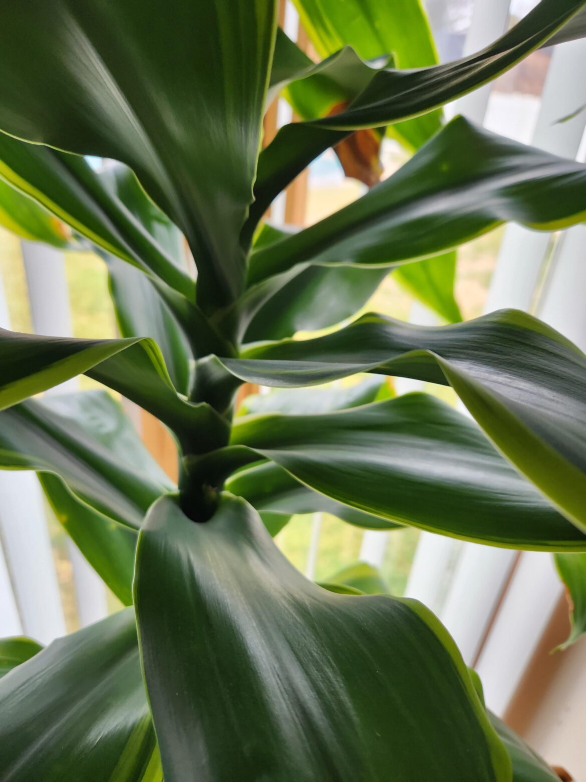 What kind of plant and tips