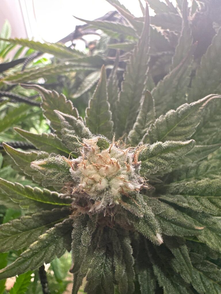 Mold or Pistil/Trichome Mix